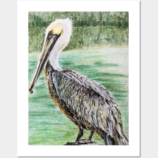 Pelican, color pencil illustration Posters and Art